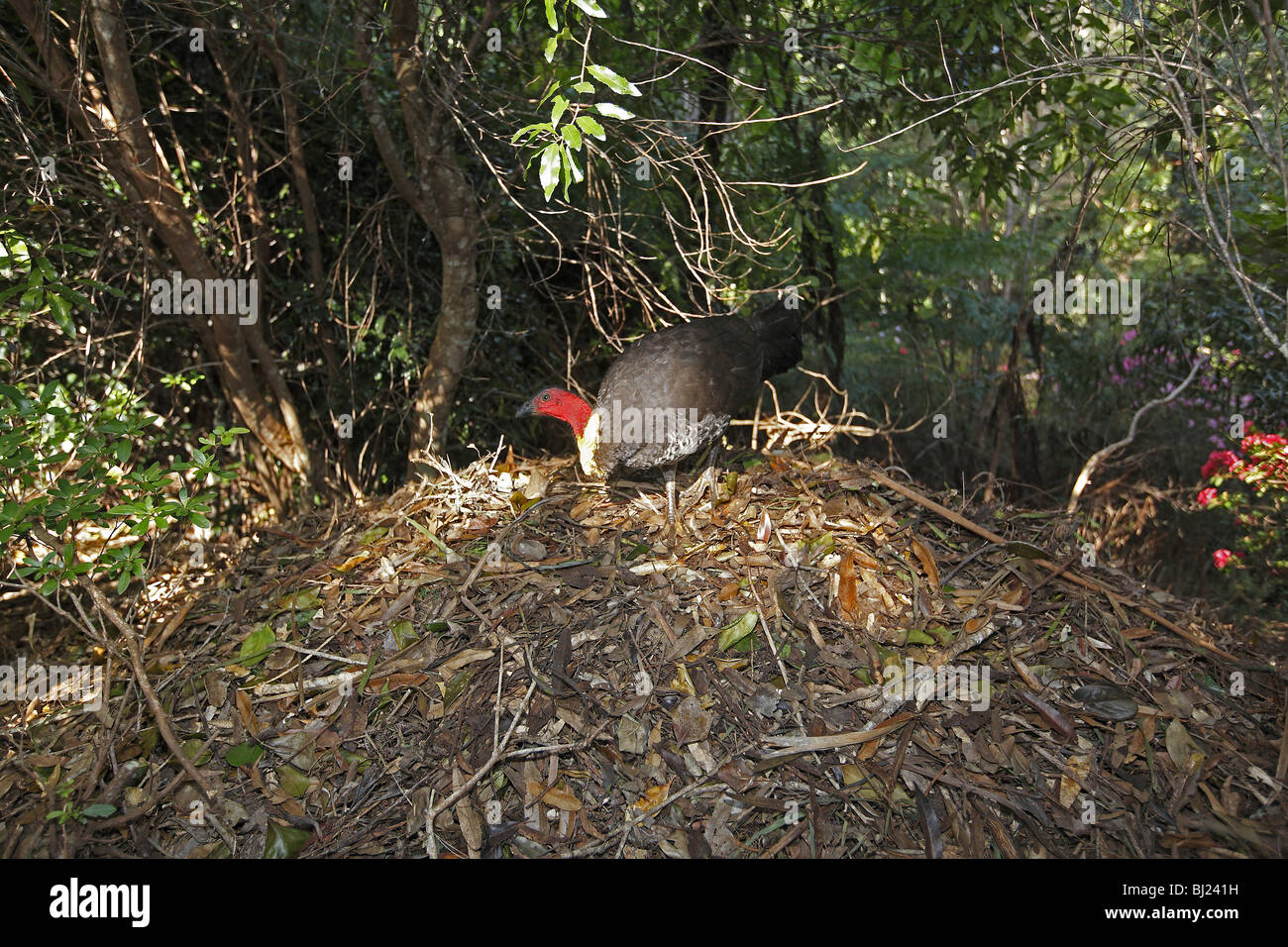 Australian Brush-TURCHIA (Alectura lathami) sul tumulo di nido. Foto Stock
