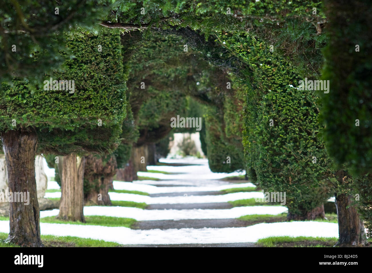 Yew alberi nel sagrato della chiesa di St Mary's, Painswick, Cotswolds, Gloucestershire, Regno Unito Foto Stock