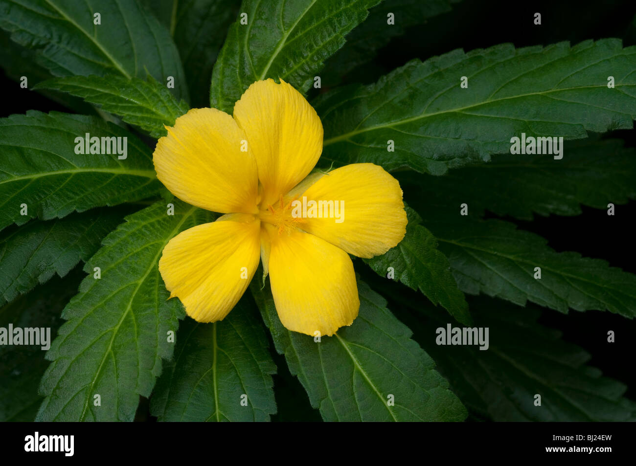 Damiana (Turnera diffusa), fiore. Foto Stock