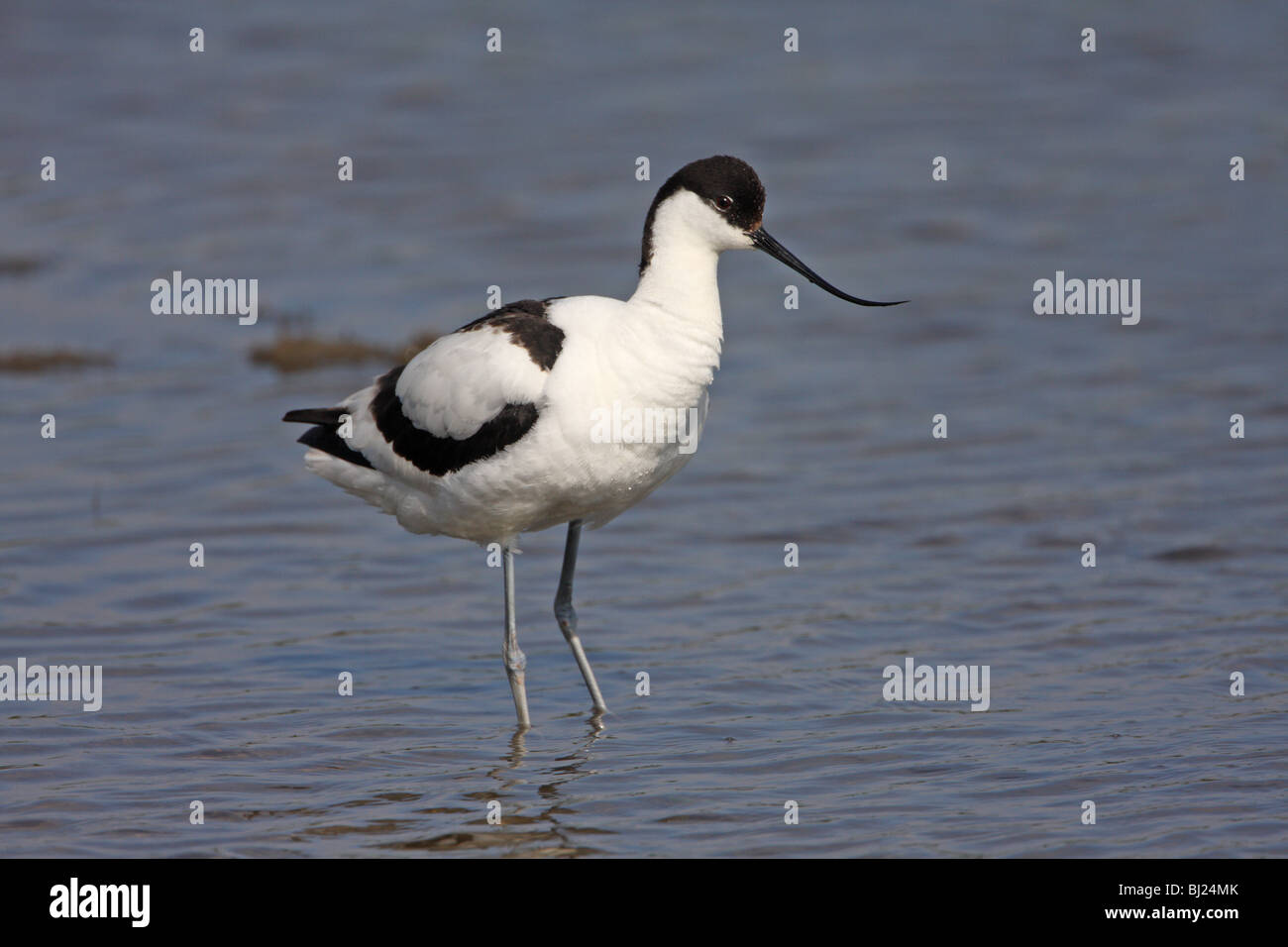 Pied Avocet, Recurvirostra avosetta Foto Stock