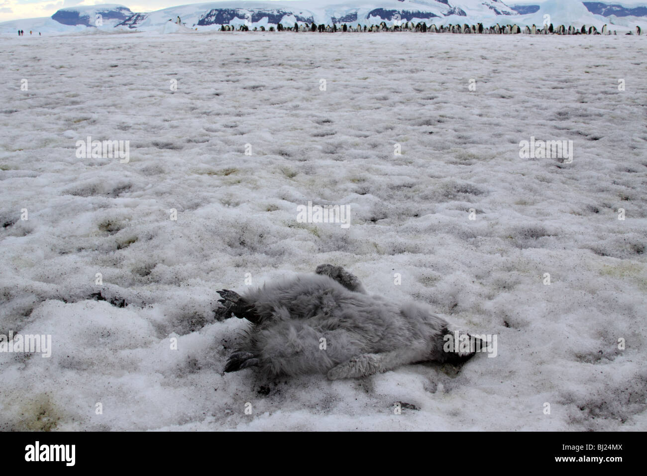 Pinguino imperatore, Aptenodytes forsteri, pulcino morto in colline di neve Isola, Penisola Antartica Foto Stock