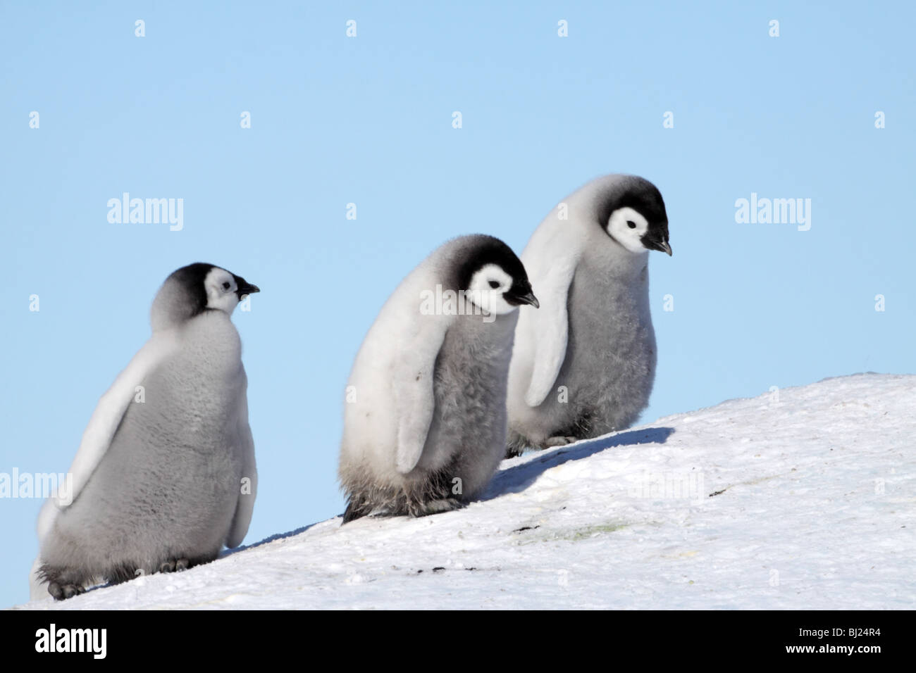 Pinguino imperatore, Aptenodytes forsteri, pulcini in colline di neve Isola, Penisola Antartica Foto Stock