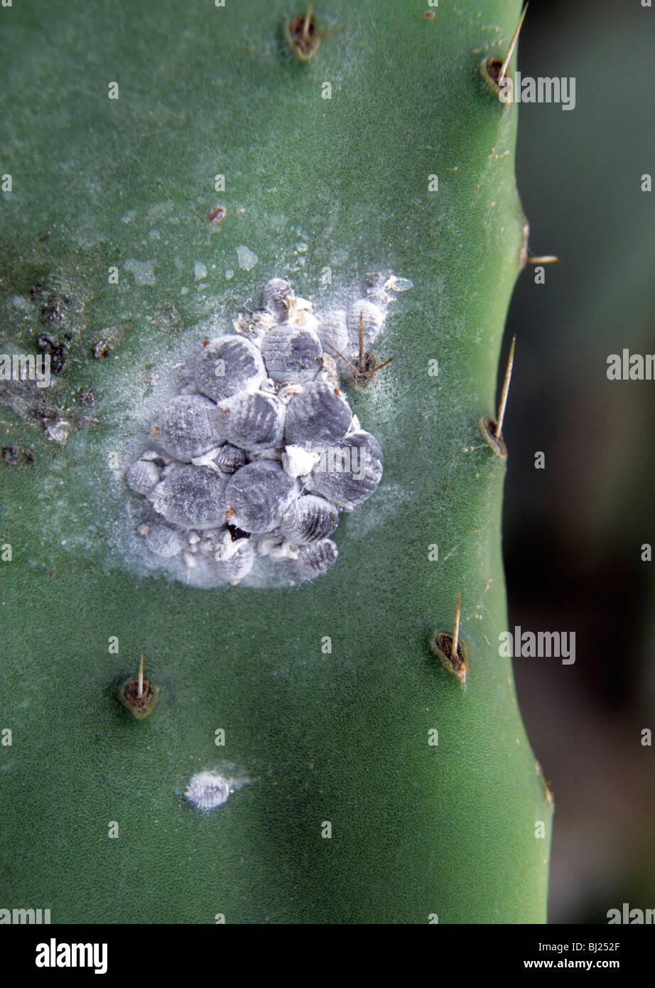 Cocciniglie (Dactylopius coccus) su Opuntia cactus Foto Stock