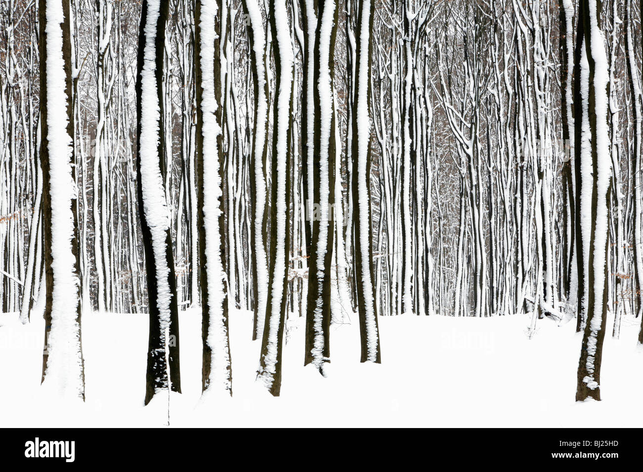 Faggio steli, Fagus sylvatica, nei boschi, ricoperta di neve, Germania Foto Stock