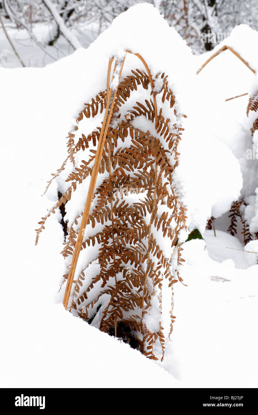 La felce, Bracken Frond, su strade coperte di neve forest floor, inverno, Germania Foto Stock