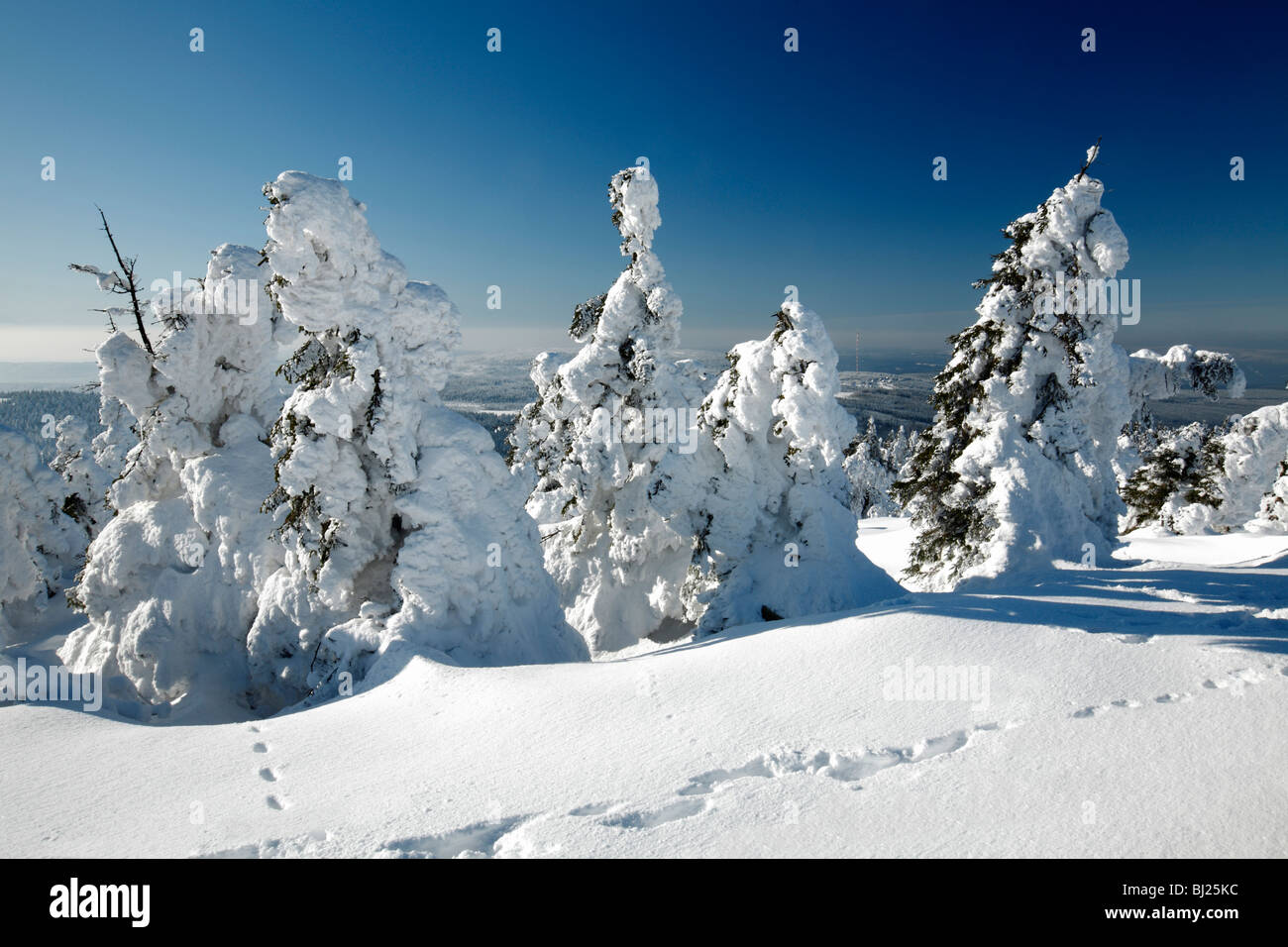 Coperta di neve Norvegia abete rosso, Picea abies, in inverno, Brocken Mountain National Park Hochharz, Sassonia Anhalt, Germania Foto Stock
