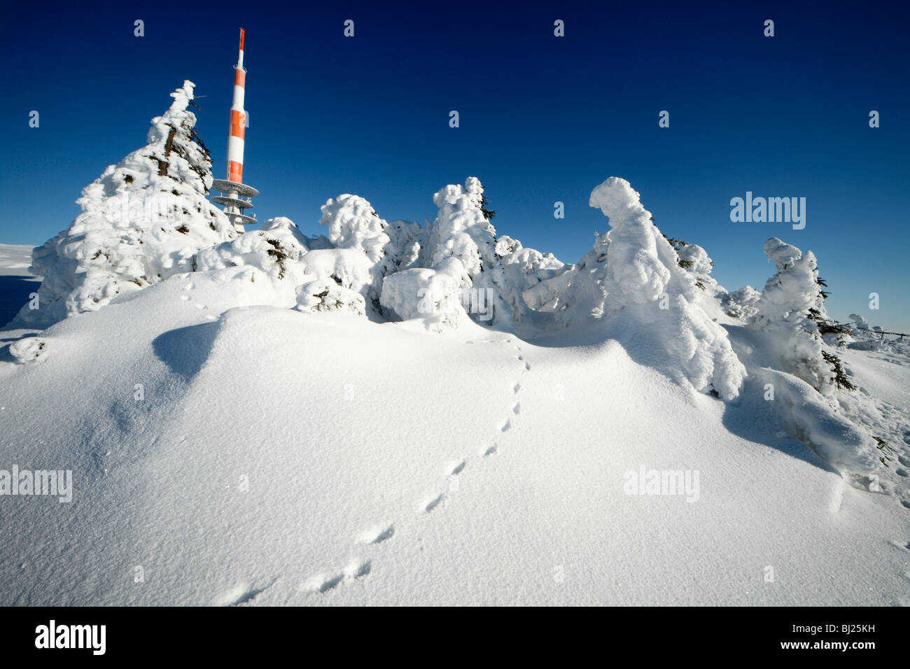 Montante della trasmissione e coperta di neve abeti in inverno, Brocken mountain, Hochharz National Park, Sachsen Anhalt , Germania Foto Stock