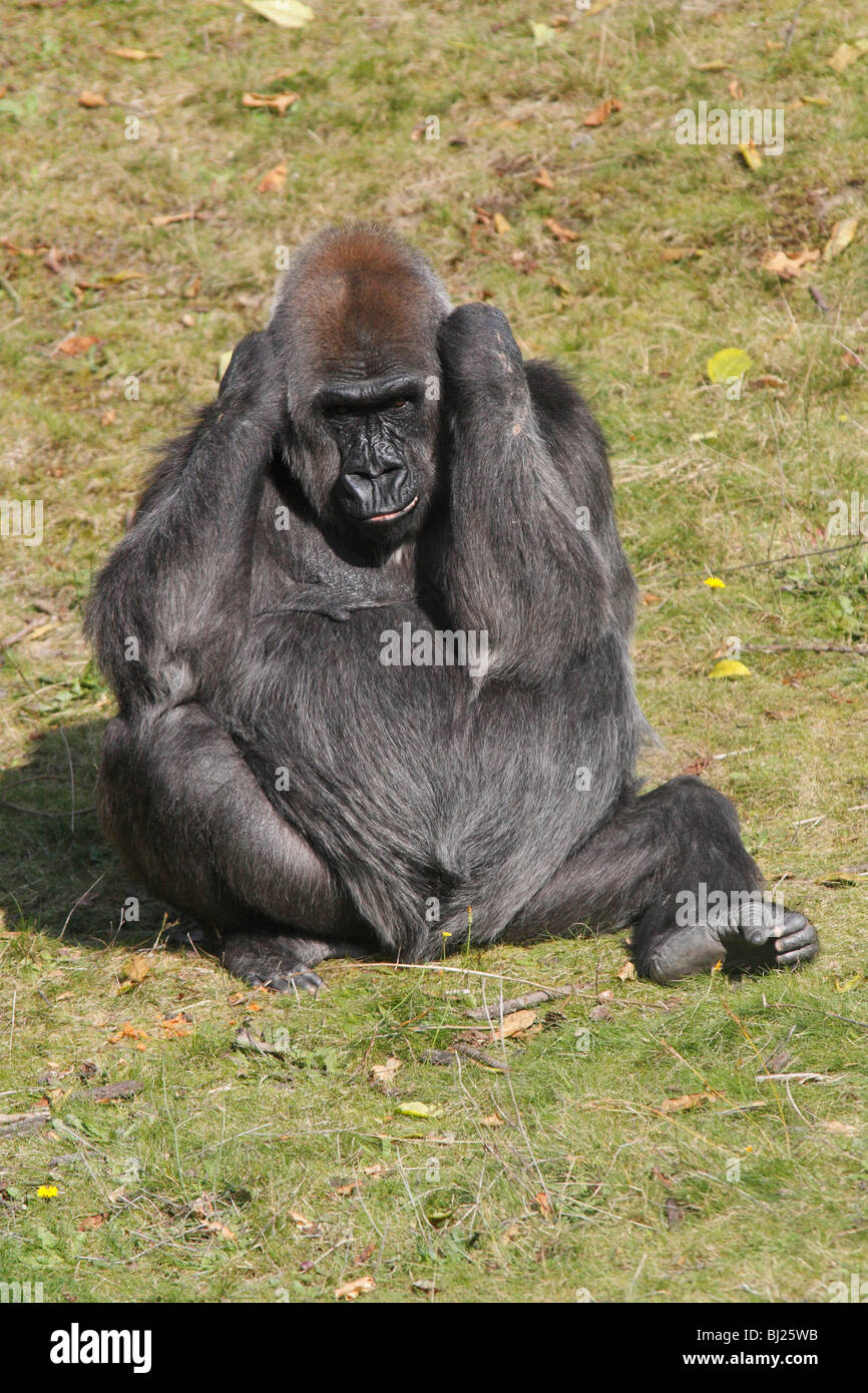 Pianura occidentale (Gorilla Gorilla gorilla gorilla), femmina seduta e di appoggio Foto Stock