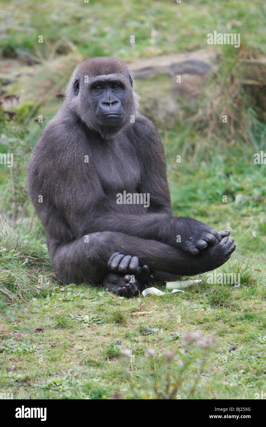 Pianura occidentale (Gorilla Gorilla gorilla gorilla), femmina seduta zampe trasversale Foto Stock