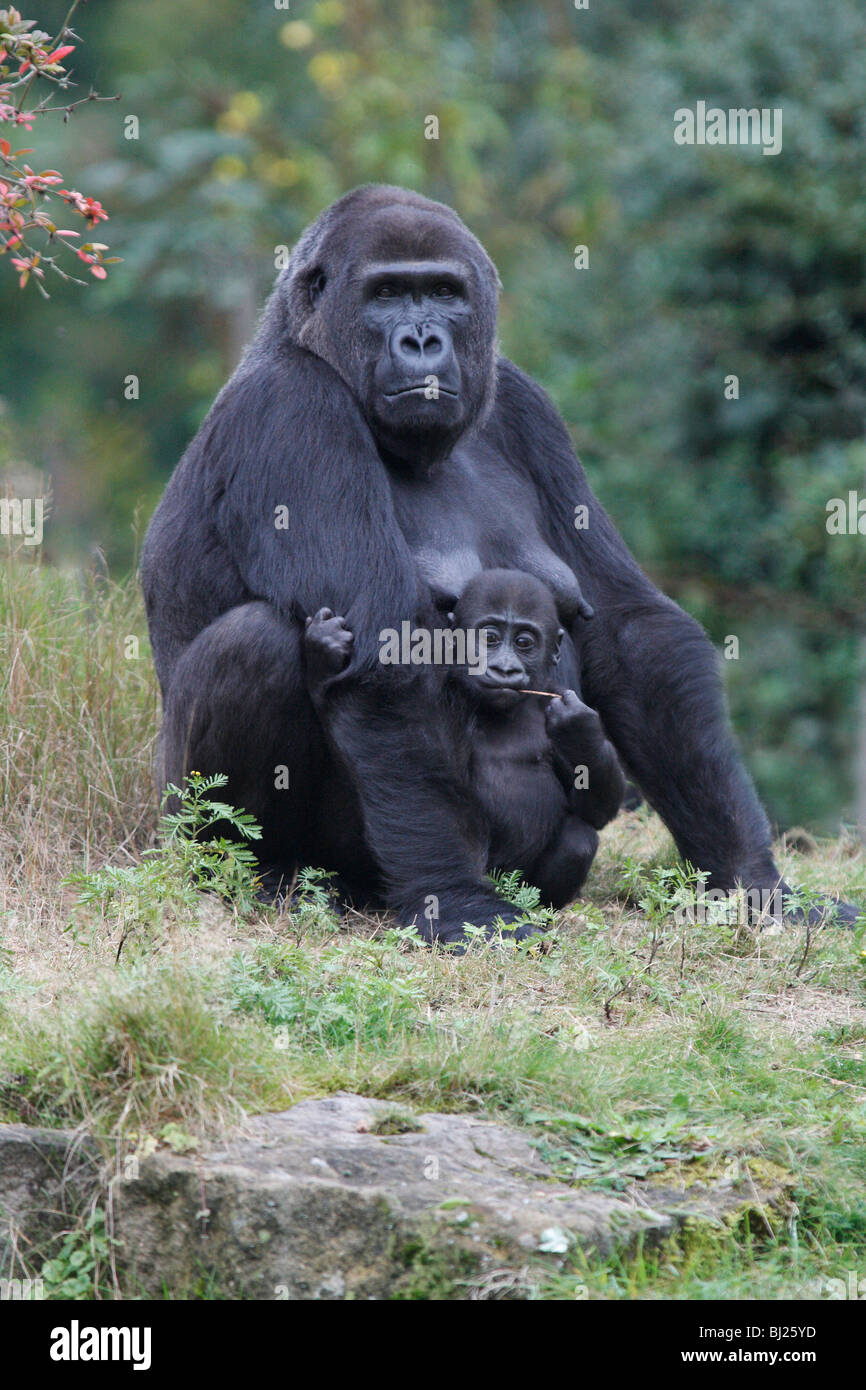 Pianura occidentale (Gorilla Gorilla gorilla gorilla), femmina con i giovani Foto Stock