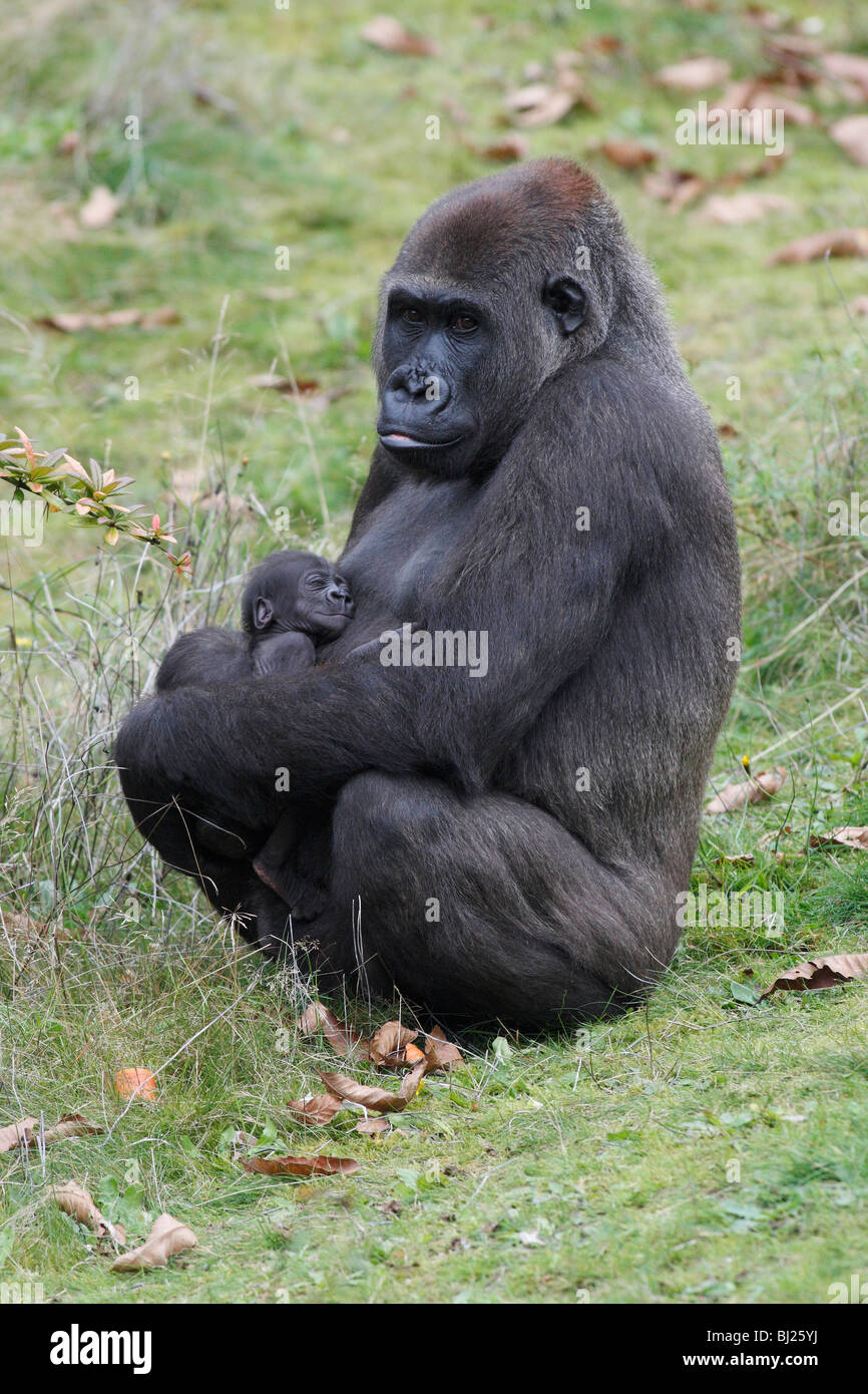 Pianura occidentale (Gorilla Gorilla gorilla gorilla), femmina con i giovani Foto Stock
