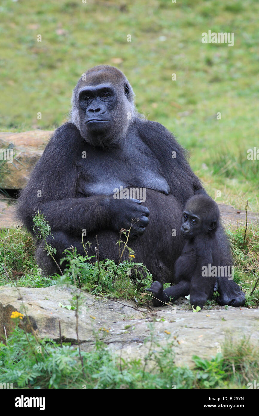 Pianura occidentale (Gorilla Gorilla gorilla gorilla), femmina con i giovani Foto Stock