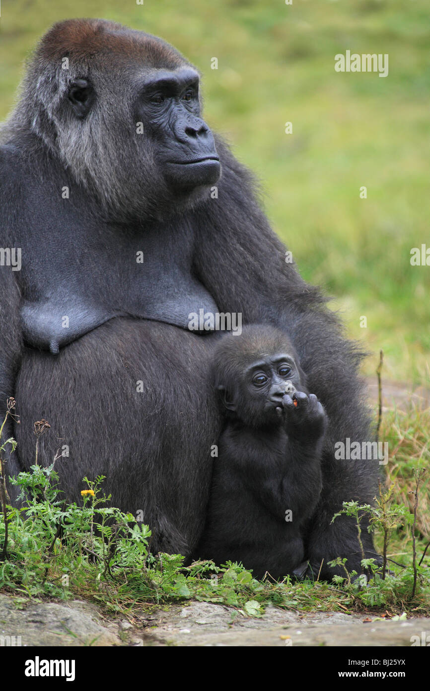 Pianura occidentale (Gorilla Gorilla gorilla gorilla), femmina con i giovani Foto Stock