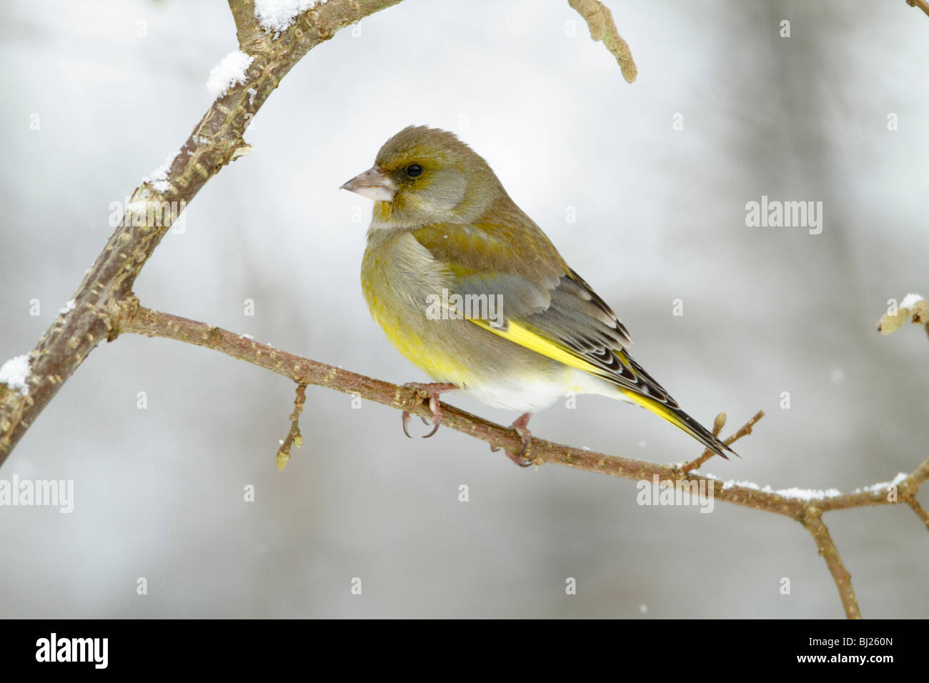 Verdone, Carduelis chloris, appollaiato sul ramo in giardino, inverno, Germania Foto Stock