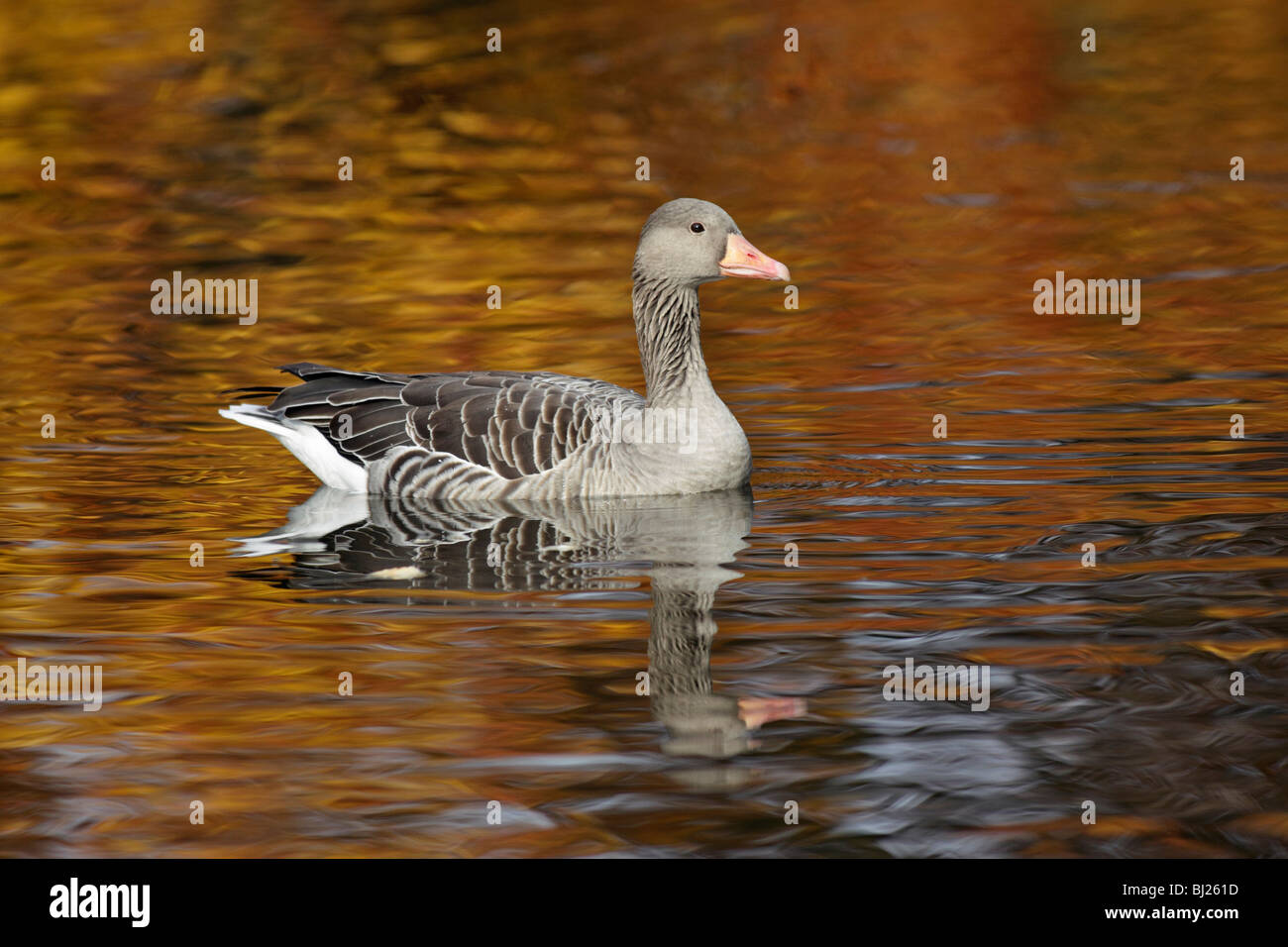 Graylag Goose (Anser anser), piscina sul lago in autunno, Germania Foto Stock
