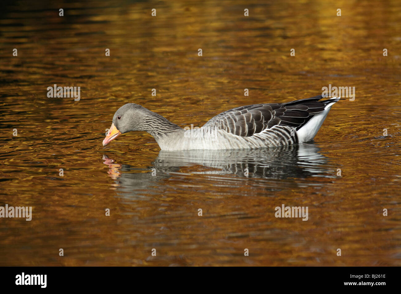 Graylag Goose (Anser anser), piscina sul lago in autunno, Germania Foto Stock