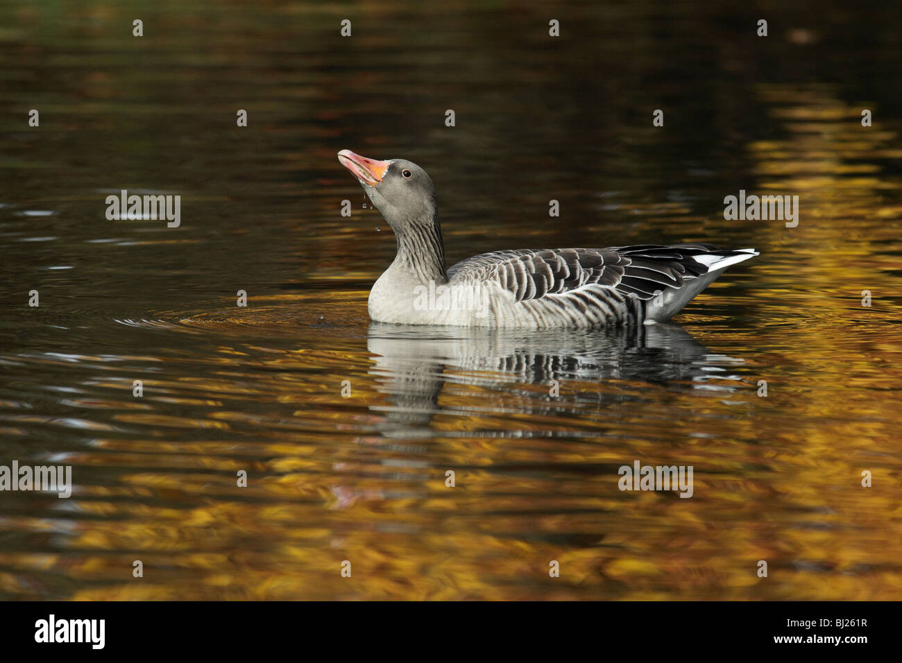 Graylag Goose (Anser anser), piscina sul lago in autunno, Germania Foto Stock