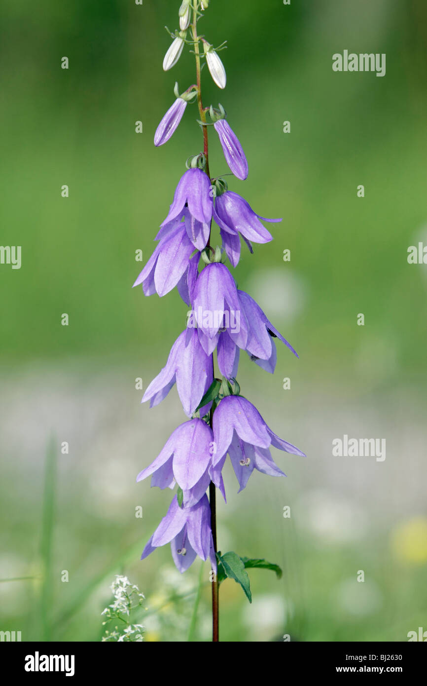 Rampion o strisciante campanula (Campanula rapunculoides) fiori sulla levetta Foto Stock