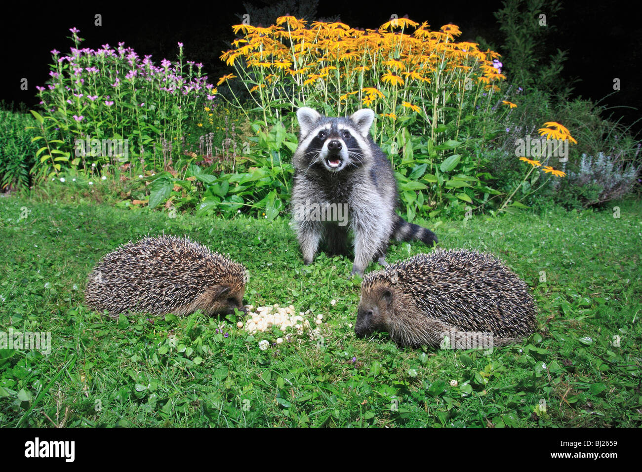 Unione del riccio (Erinaceus europaeus ) - 2 alimentazione animale insieme in giardino con Racoon (Procione lotor) Foto Stock