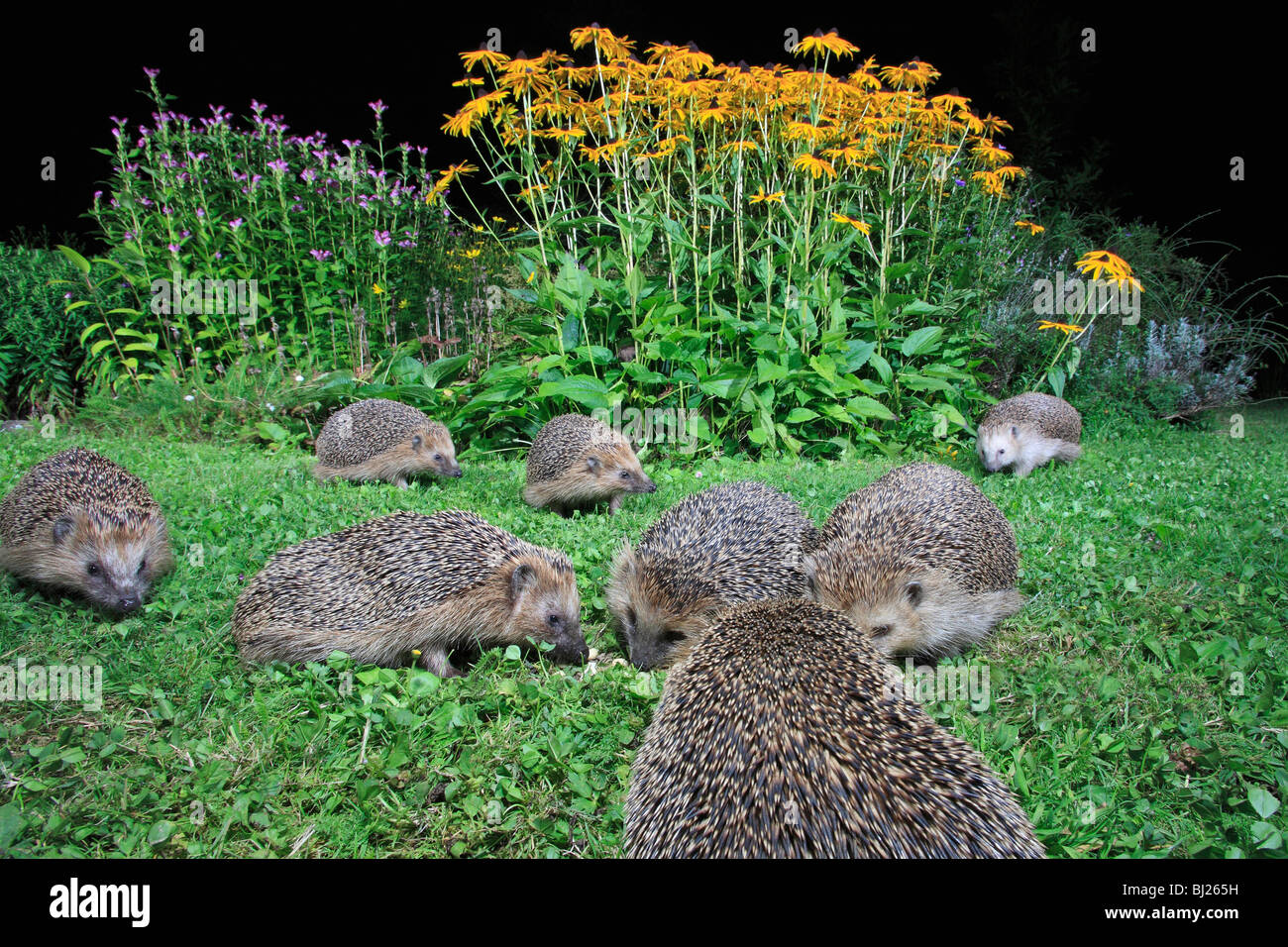 Unione del riccio (Erinaceus europaeus ) - 8 alimentazione animale insieme in giardino Foto Stock