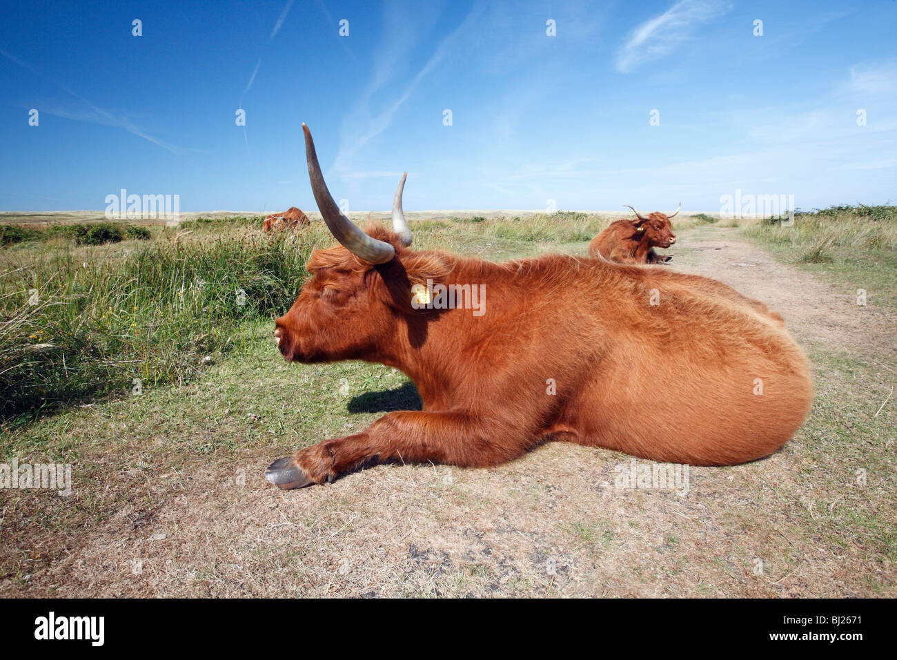 Highland scozzesi bovini (Bos primigenius), mucca in appoggio nelle dune di sabbia del parco nazionale, Isola di Texel, Olanda Foto Stock