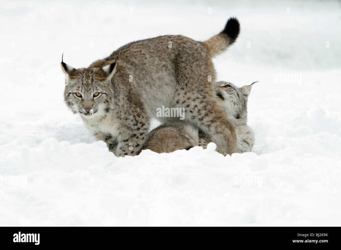 Lince europea, Felis lynx, due a giocare nella neve, Germania Foto Stock