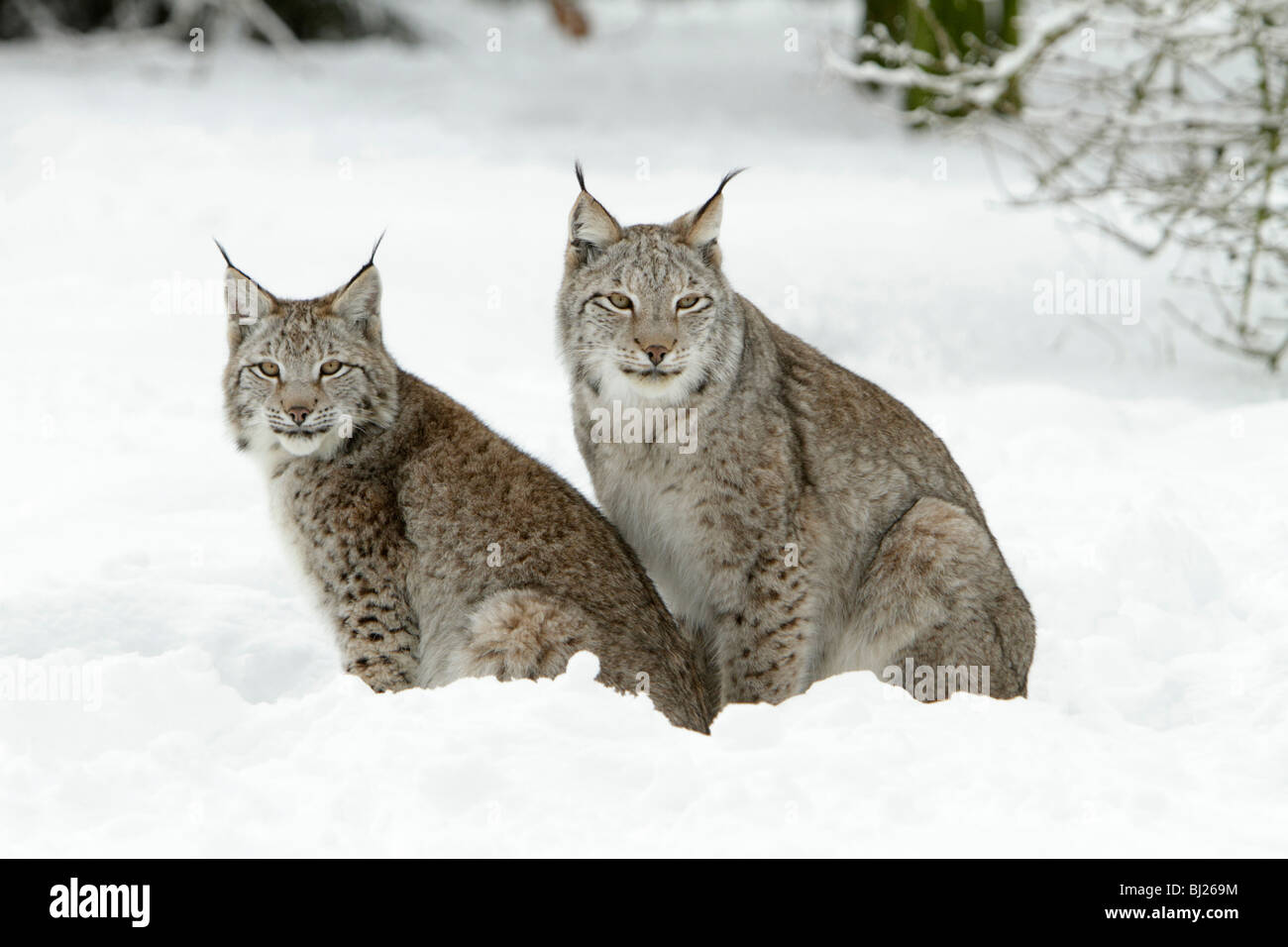 Lince europea, Felis lynx, due seduta nella neve, Germania Foto Stock