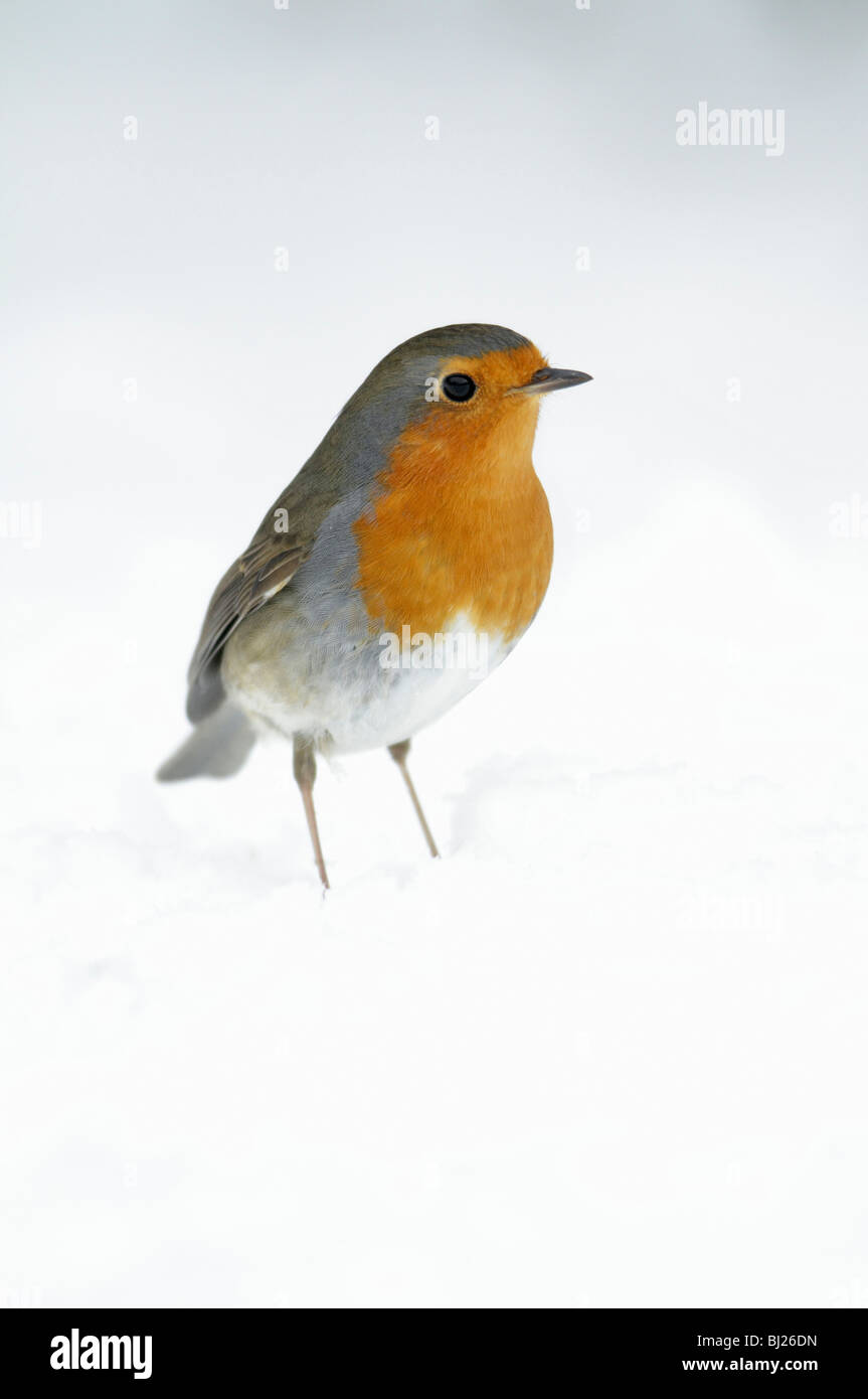 Unione Robin, Erithacus rubecula, alla ricerca di cibo in giardino, in inverno, Germania Foto Stock