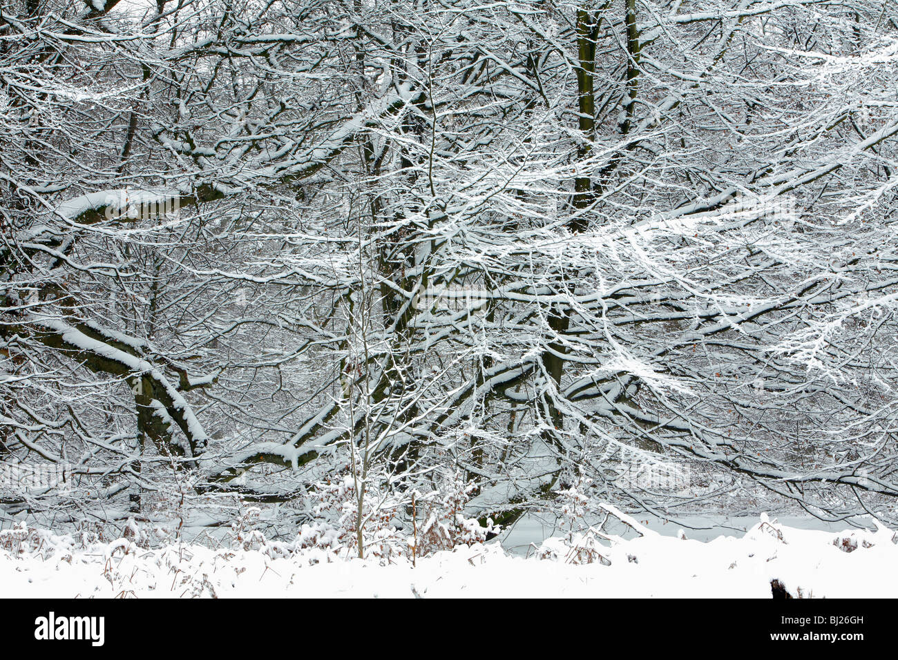 Misto bosco di latifoglie, ricoperta di neve in inverno e Assia settentrionale, Germania Foto Stock