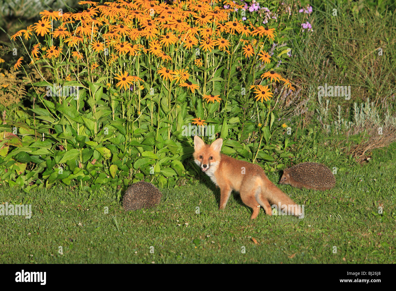 Rosso europeo volpe (Vulpes vulpes), cub in giardino con riccio (Erinaceus europaeus), Hessen, Germania Foto Stock