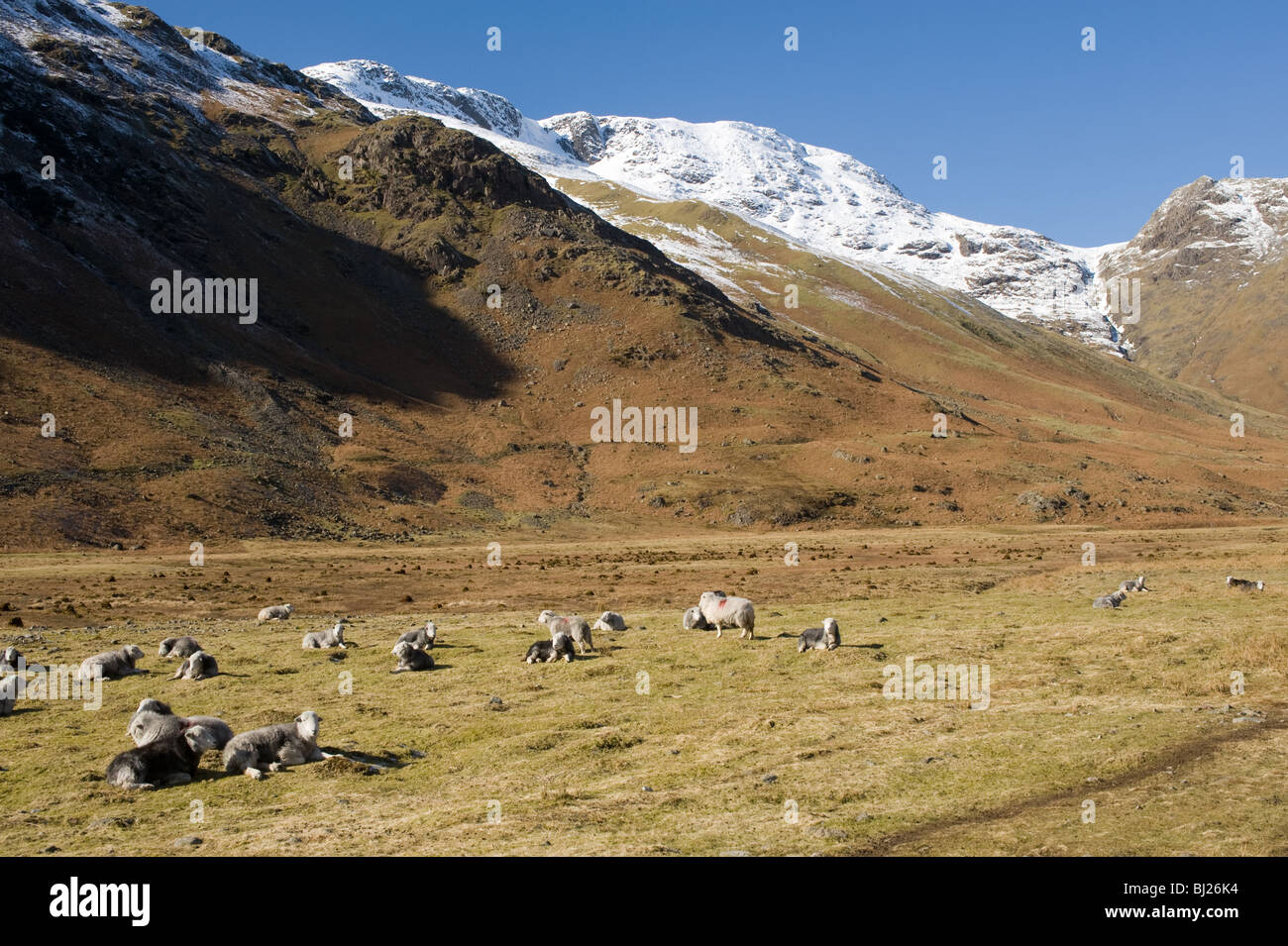 Herdwick Sheep in The Langdale Valley con coperte di neve è sceso di prua Montagna in distanza Lake District Cumbria Inghilterra England Regno Unito Foto Stock