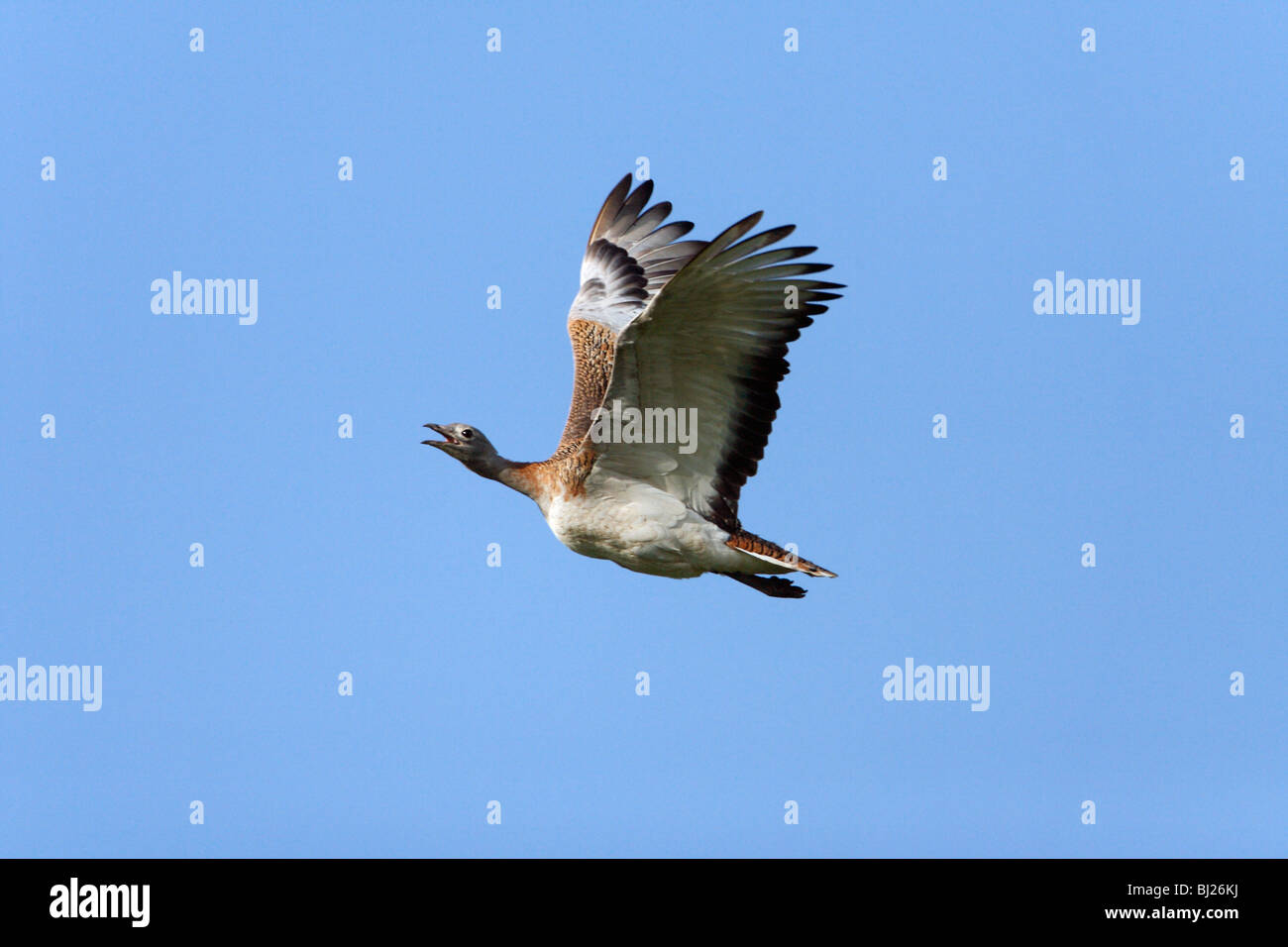 Grande (Bustard Otis tarda) - in volo, NP Herdade de Sao Marcos grande riserva Bustard, Alentejo, Portogallo Foto Stock