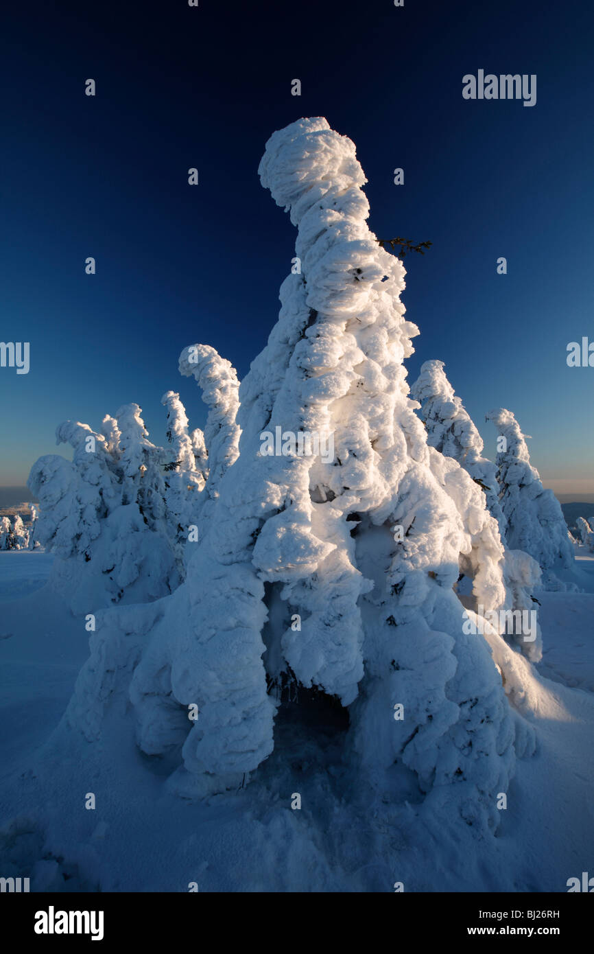 Coperta di neve Norvegia abete rosso, Picea abies, in inverno, Brocken Mountain National Park Hochharz, Sassonia Anhalt, Germania Foto Stock