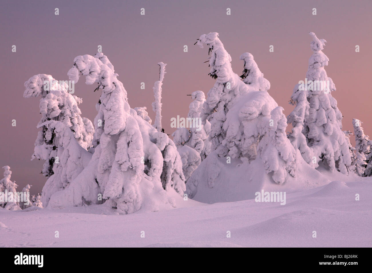 Coperta di neve Norvegia abete rosso, Picea abies, in inverno, Brocken Mountain National Park Hochharz, Sassonia Anhalt, Germania Foto Stock