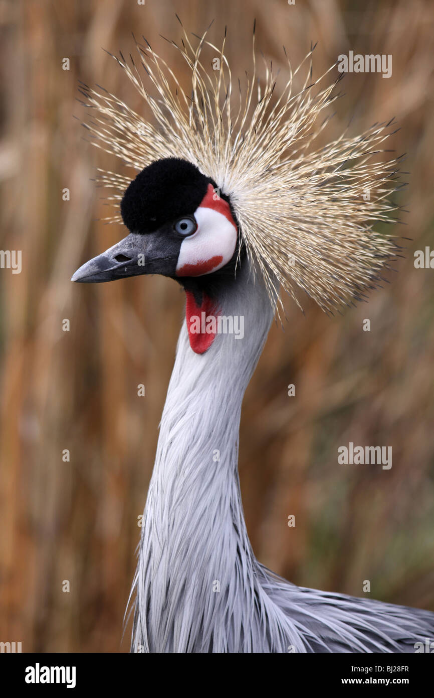 African Grey Crowned Crane Balearica regulorum prese a Martin mera WWT, LANCASHIRE REGNO UNITO Foto Stock