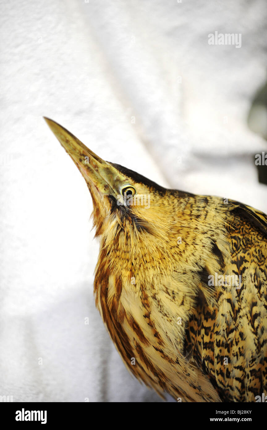 Close up di un tarabuso il recupero di un animale il santuario di salvataggio dopo che era stato colpito da un auto Foto Stock