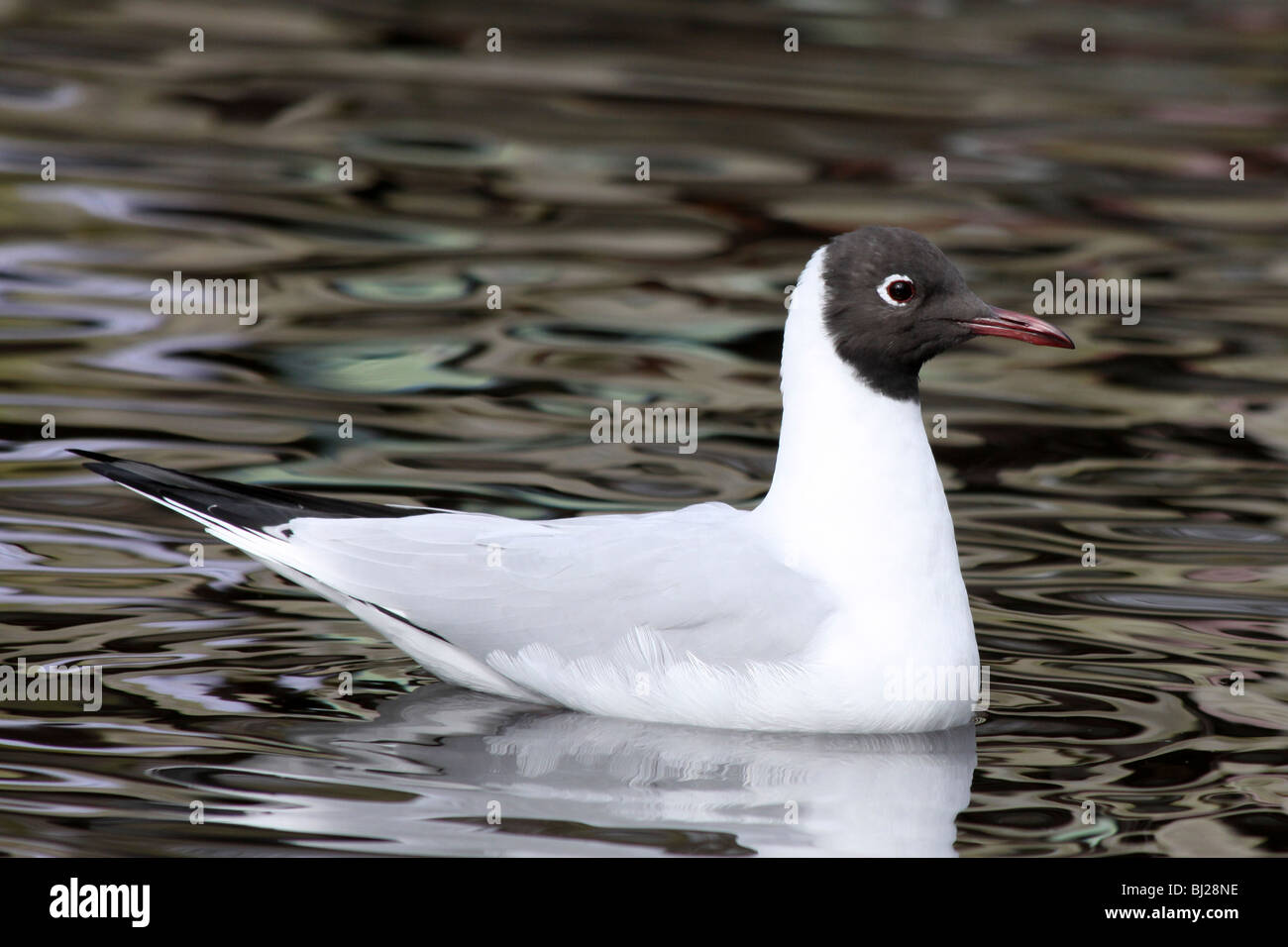 A testa nera Gull Larus ridibundus nuoto prese a Martin mera WWT Lancashire, Regno Unito Foto Stock