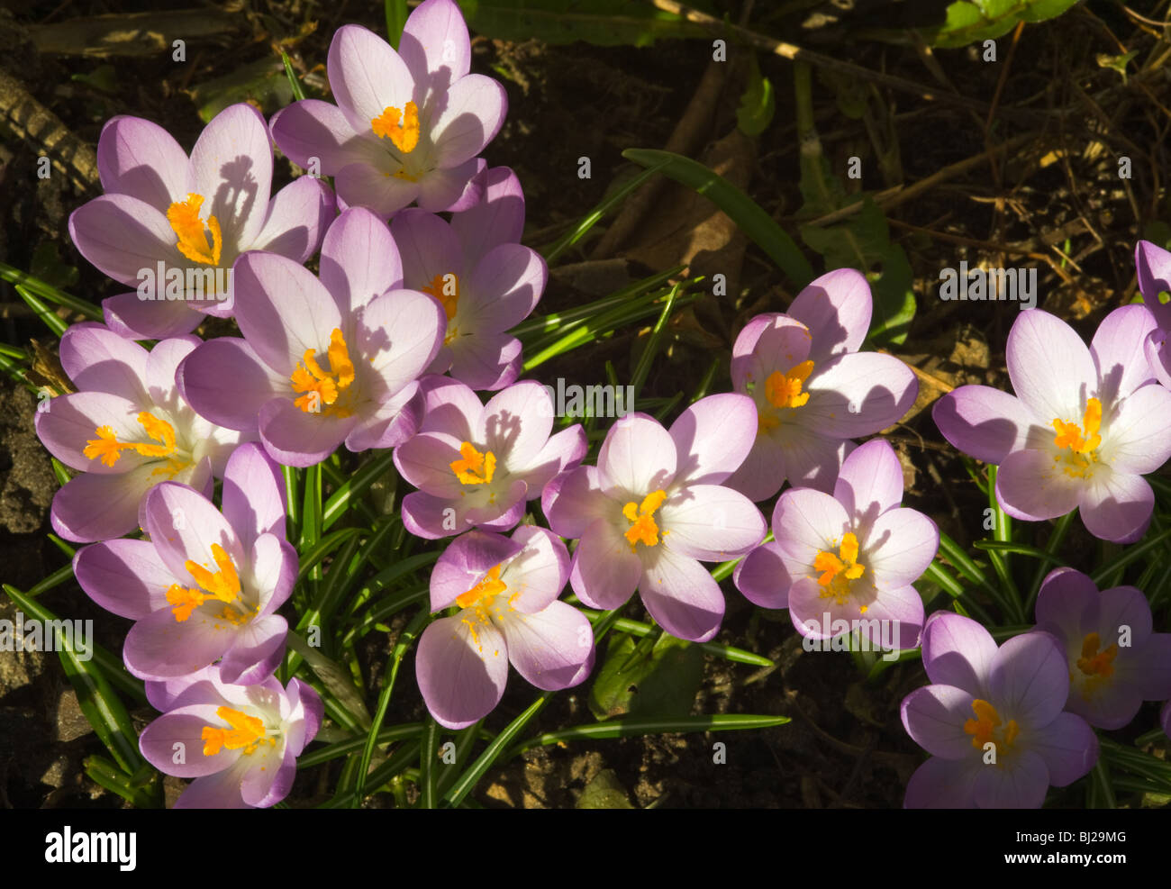 Viola Crocus Fiori in piena primavera fiorisce in un giardino di Cheshire England Regno Unito Regno Unito Foto Stock