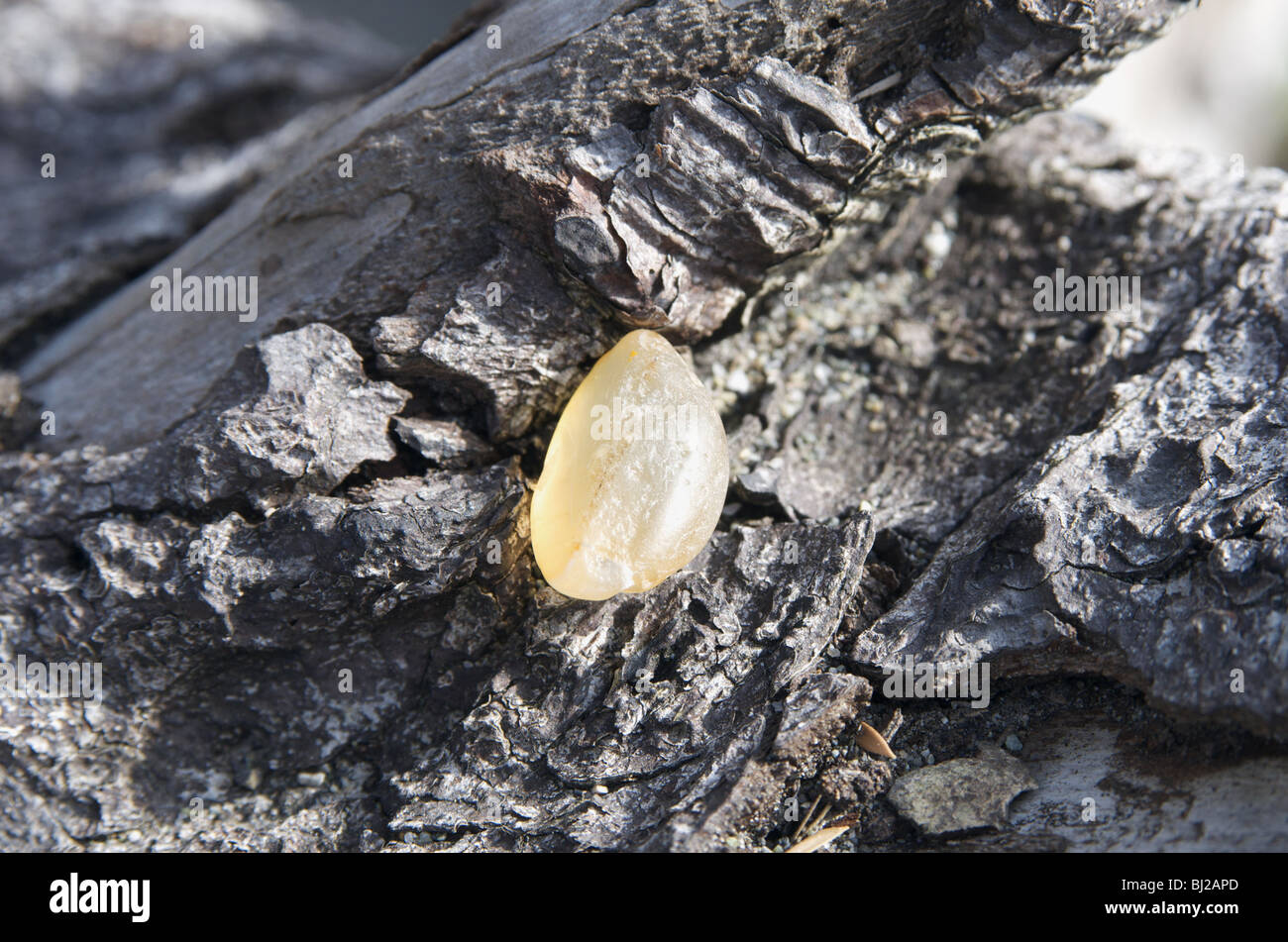 Spiaggia di roccia caldo colato glow sulla driftwood Foto Stock