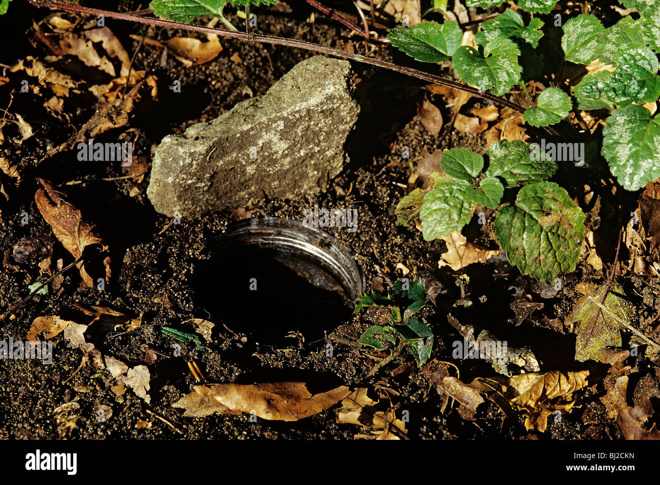 Pitfall trap, un barattolo di caffè affondato nel suolo fino a cerchio, con piatto e rabboccato il coperchio sollevato su un lato Foto Stock