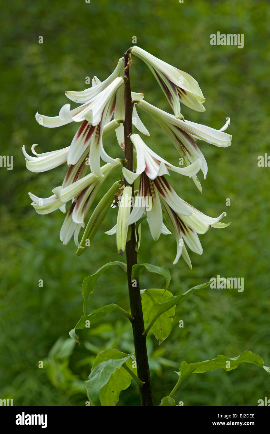20 Semi Di Cardiocrinum Giganteum (Giglio Gigante) - Raccolto Proprio, Freschi