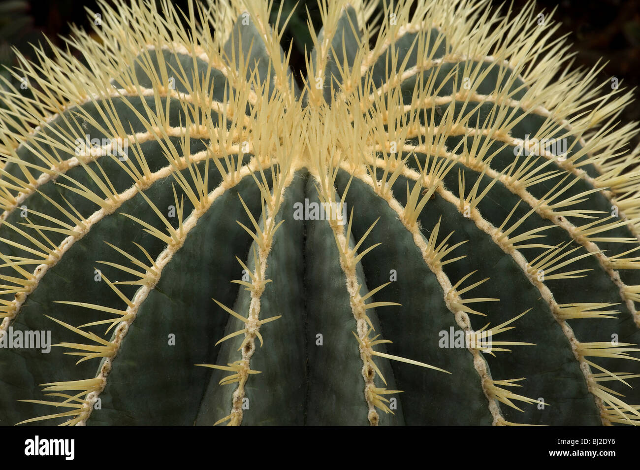 Ferocactus glaucescens con spine emergenti dalle nervature N E Messico Foto Stock