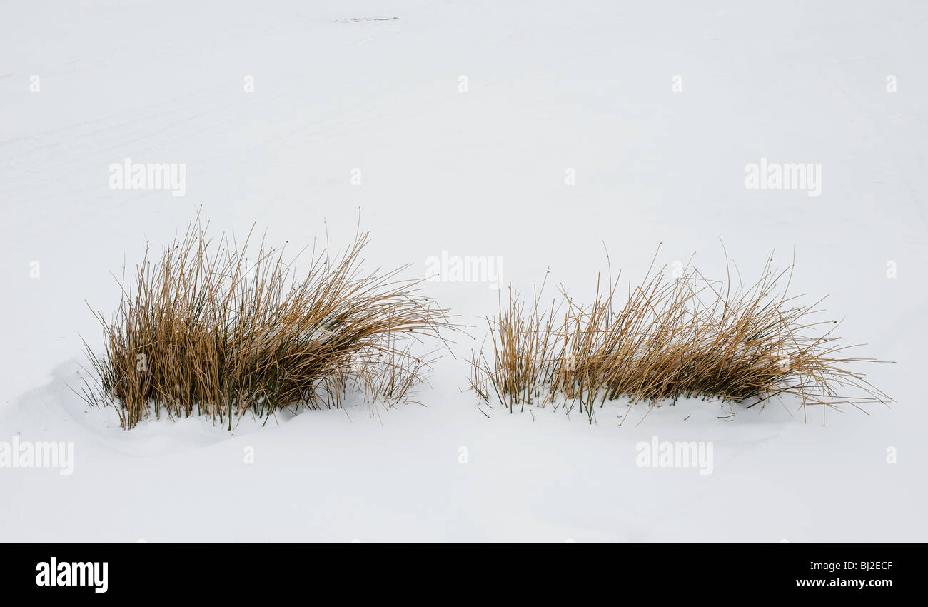 L'erba cresce attraverso la neve pesante. Foto di Gordon Scammell Foto Stock
