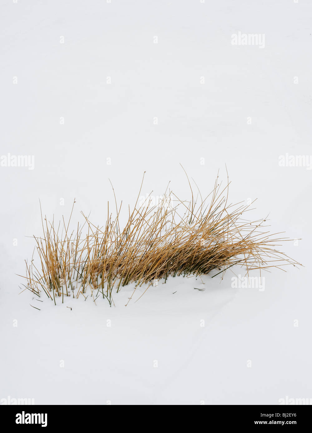 L'erba cresce attraverso la neve pesante. Foto di Gordon Scammell Foto Stock