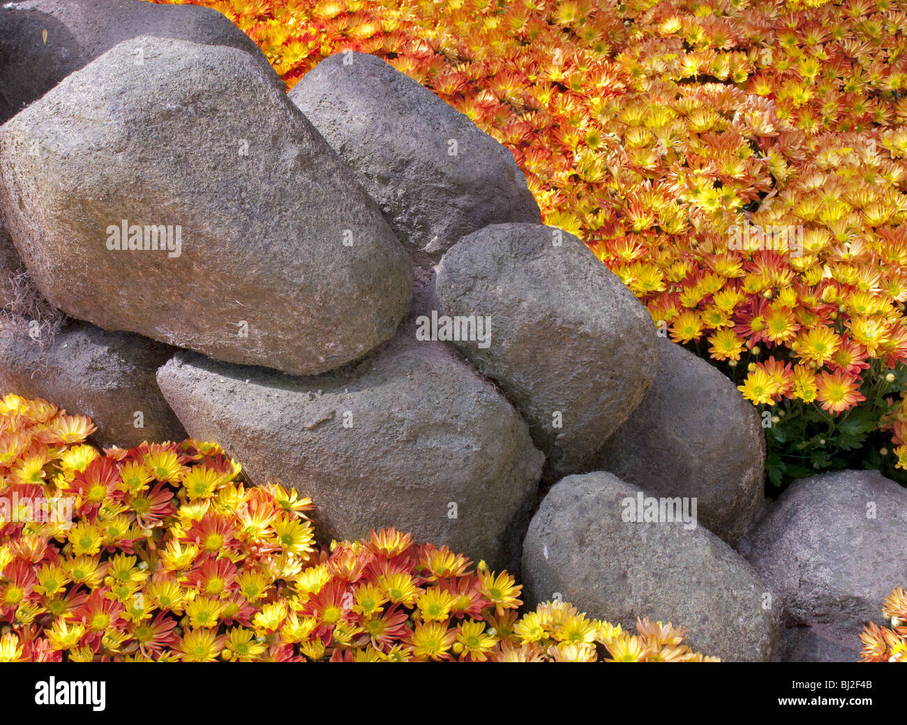 Crisantemi nel giardino di roccia. Foto Stock