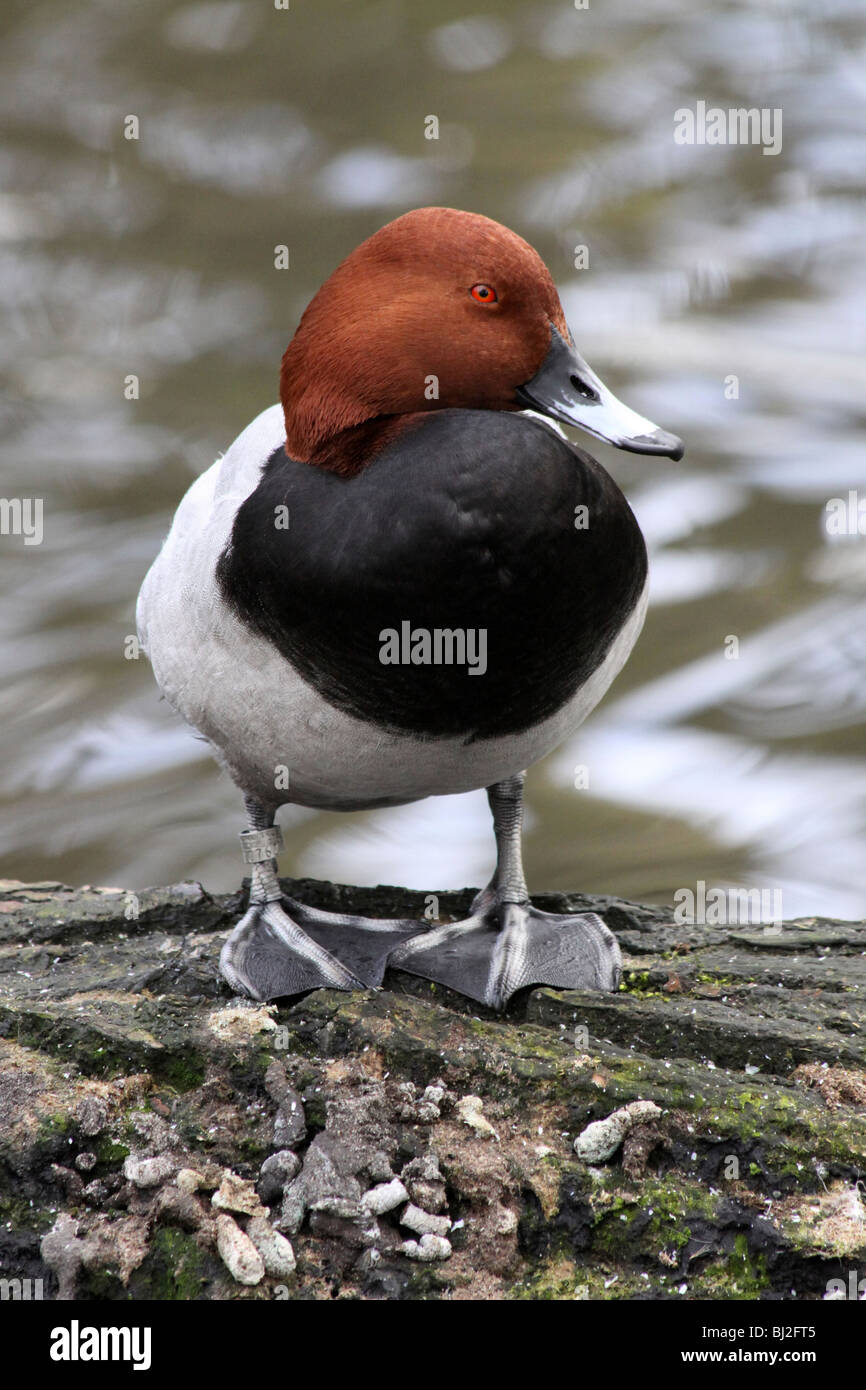 Comune maschio Pochard Aythya ferina in piedi sul log a Martin mera WWT, LANCASHIRE REGNO UNITO Foto Stock