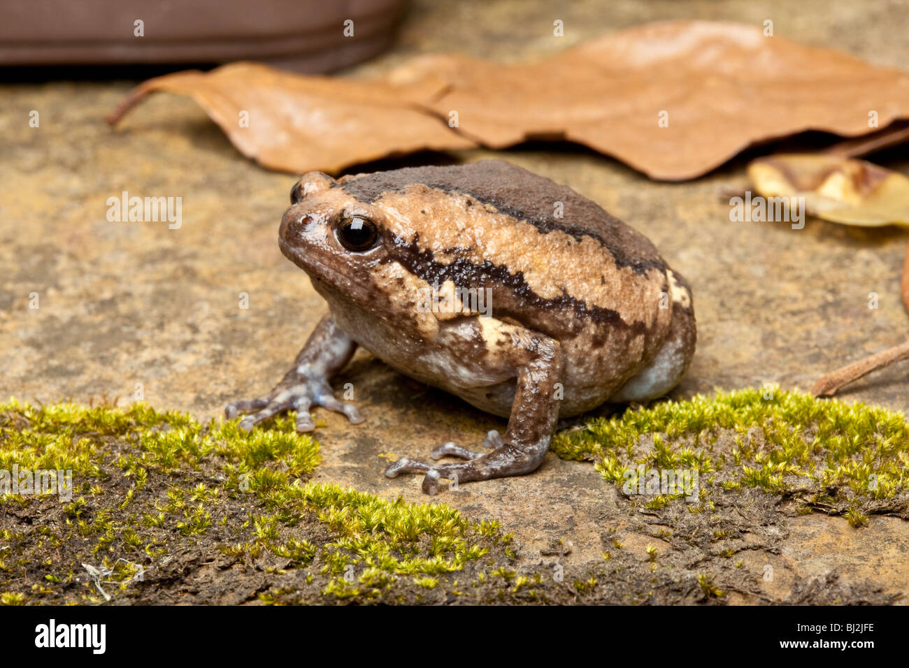 Asian Bullfrog o Chubby Rana, Kaloula pulchra Foto Stock