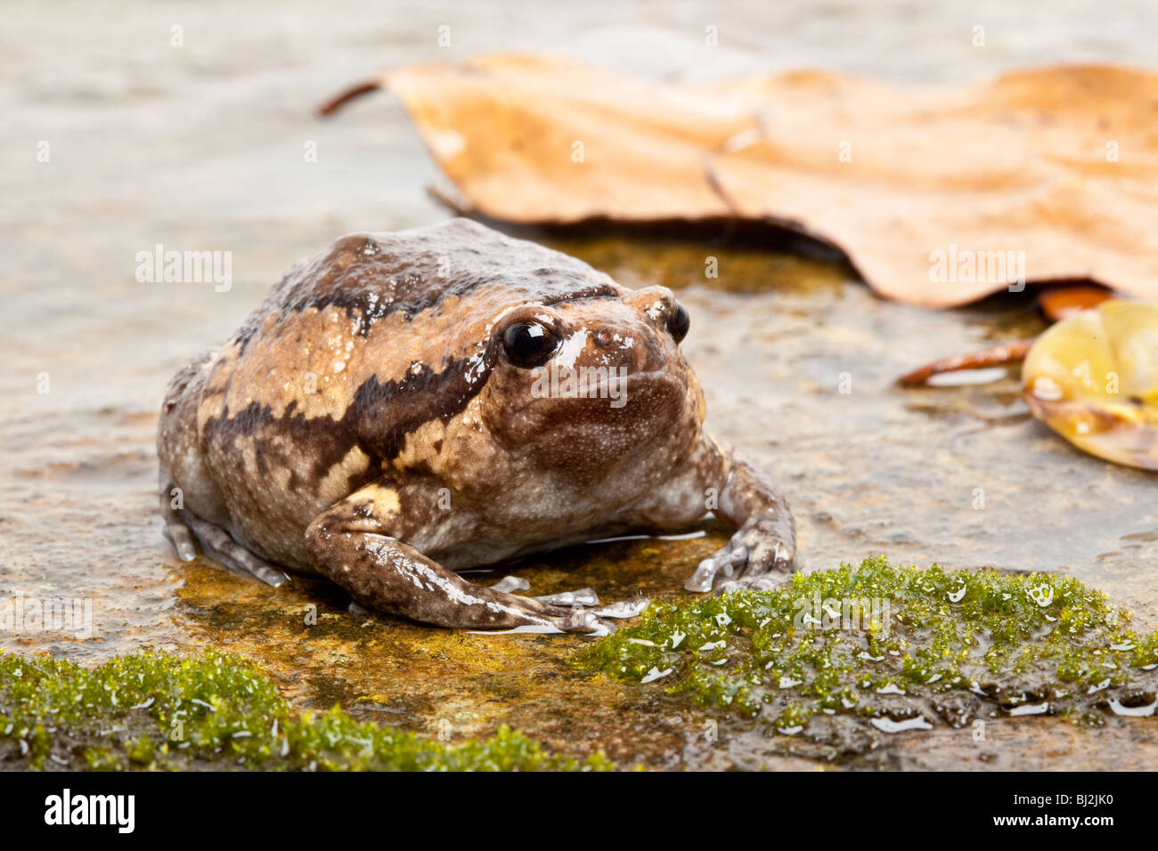 Asian Bullfrog o Chubby Rana, Kaloula pulchra Foto Stock