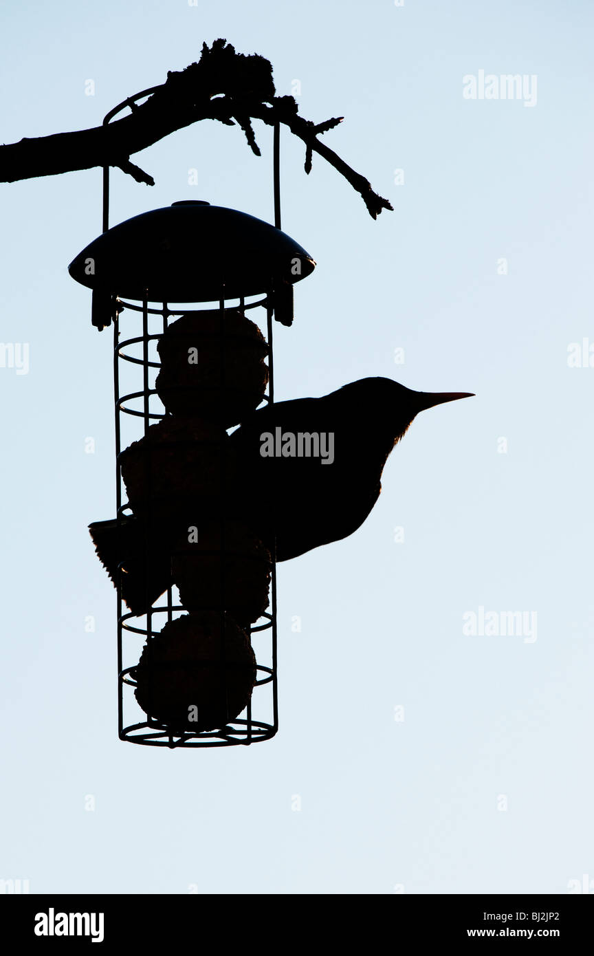 Lo Sturnus vulgaris. Silhouette di Starling su un grasso alimentatore a sfera pendente da un albero in un giardino Foto Stock