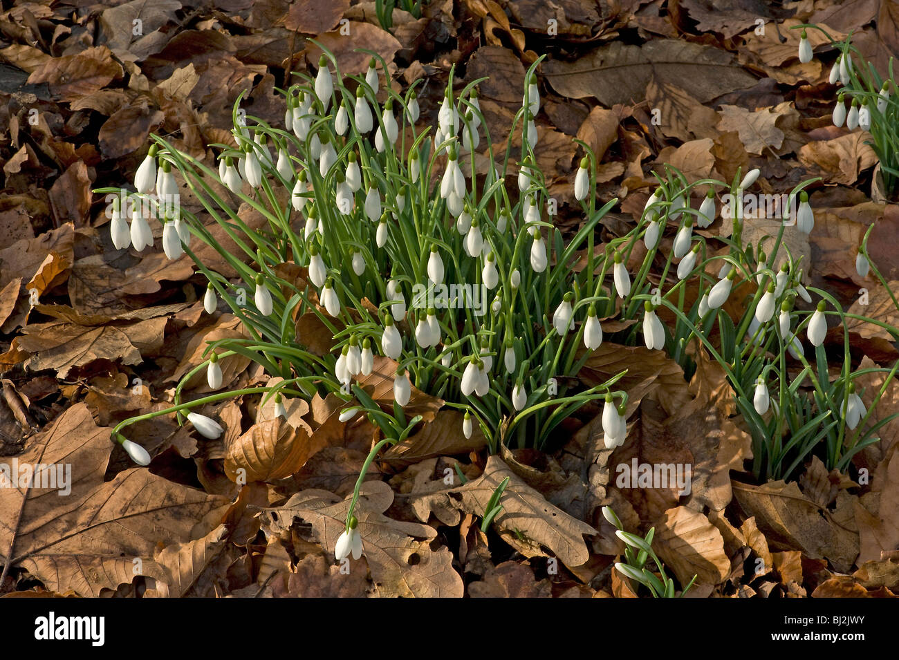 Bucaneve, Galanthus nivalis, emerge attraverso la figliata di foglia in gennaio Foto Stock